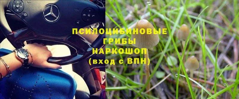 Галлюциногенные грибы Psilocybe  Пятигорск 